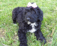 Bernedoodle