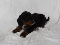 Bernedoodle
