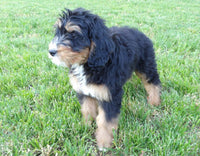 Bernedoodle
