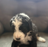 Bernedoodle