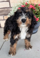Bernedoodle