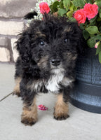 Bernedoodle