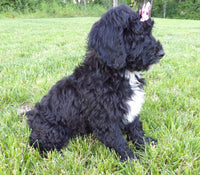 Bernedoodle
