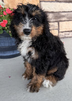 Bernedoodle