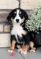 Bernedoodle
