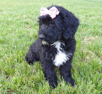 Bernedoodle