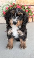 Bernedoodle