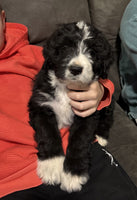 Bernedoodle