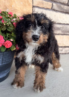 Bernedoodle
