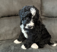 Bernedoodle
