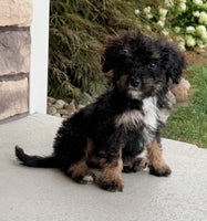 Bernedoodle