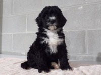 Bernedoodle