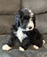 Bernedoodle