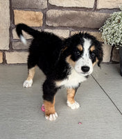 Bernedoodle