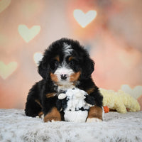 Bernedoodle