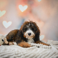  Bernedoodle