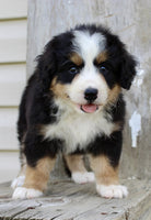 Bernedoodle