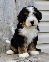 Bernedoodle