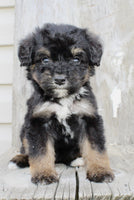 Bernedoodle