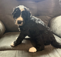 Bernedoodle