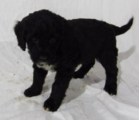 Bernedoodle