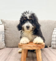  Mini Bernedoodle 