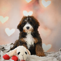  Bernedoodle