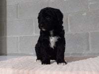 Bernedoodle