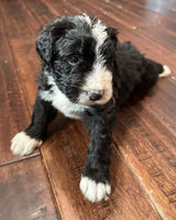 Bernedoodle