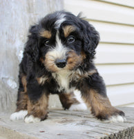 Bernedoodle