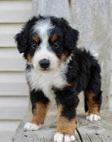 Bernedoodle