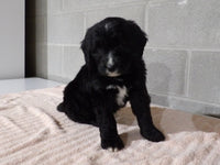 Bernedoodle