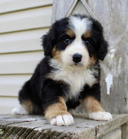 Bernedoodle