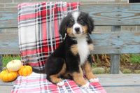  Bernese Mountain Dog