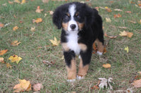  Bernese Mountain Dog