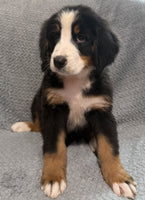 Bernese Mountain Dog