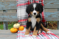  Bernese Mountain Dog