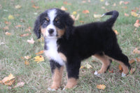  Bernese Mountain Dog