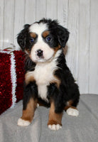Bernese Mountain Dog