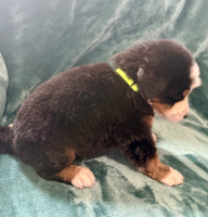 Bernese Mountain Dog