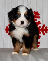 Bernese Mountain Dog