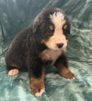 Bernese Mountain Dog
