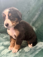 Bernese Mountain Dog