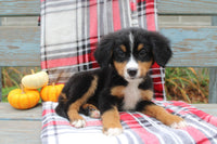 Bernese Mountain Dog