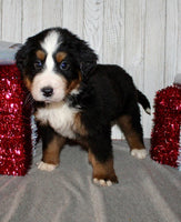 Bernese Mountain Dog