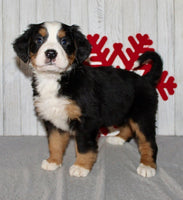 Bernese Mountain Dog