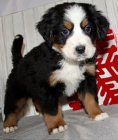 Bernese Mountain Dog