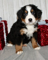 Bernese Mountain Dog