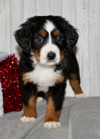 Bernese Mountain Dog