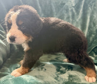 Bernese Mountain Dog